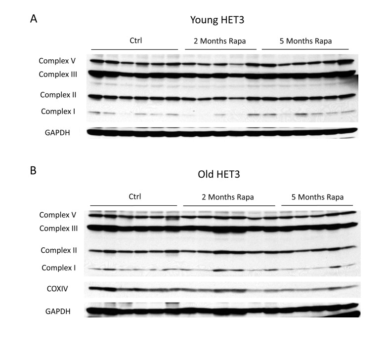 Rapamycin does not change mitochondrial protein expression in Het3 mice from invention testing program