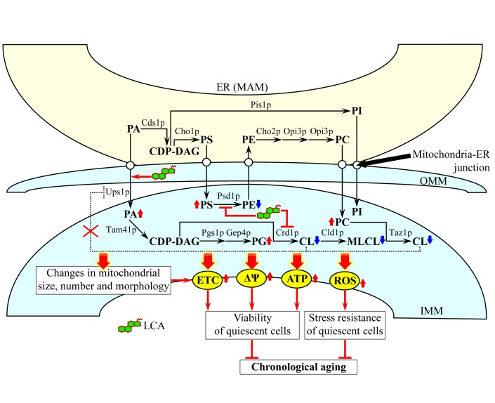 A model for a mechanism underlying the ability of LCA to extend yeast longevity by accumulating in mitochondria, altering mitochondrial membrane lipidome, and affecting mitochondrial morphology and function