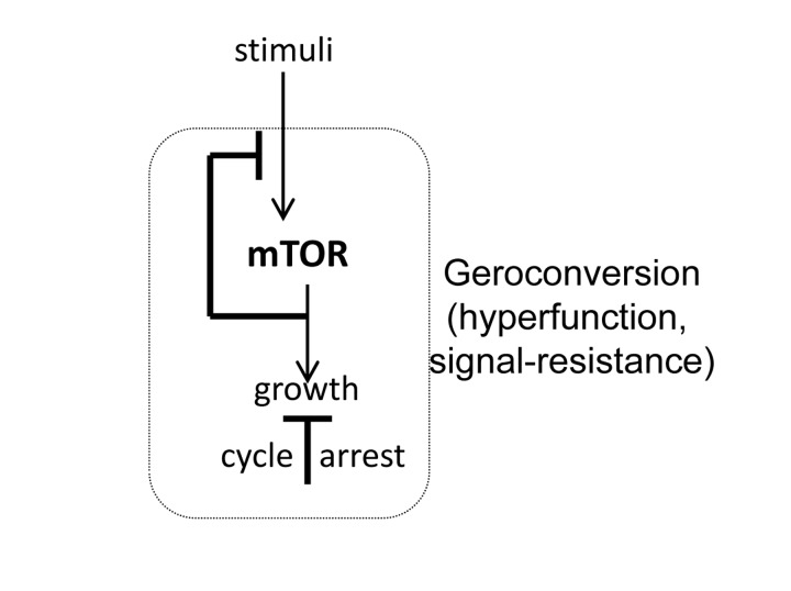 MTOR-dependent geroconversion to senescence