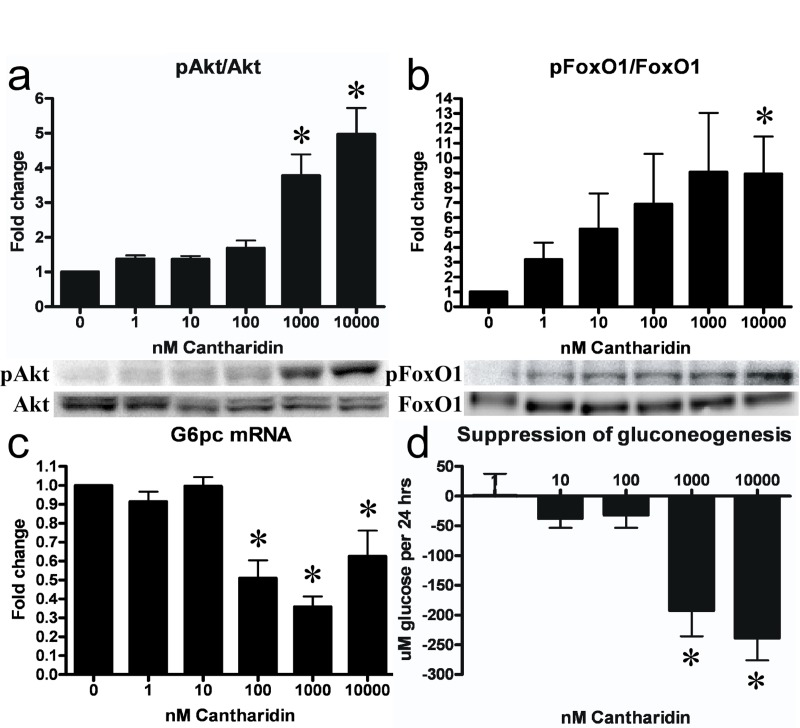 PP2A inhibition leads to activation of insulin signaling and ensuing suppression of gluconeogenic gene transcription and gluconeo-genesis in hepatocytes. Cantharidin-treatment led to a dose-dependent increase in phosphorylation (Ser473) and activation of Akt (a). This effect was conferred onto the Akt substrate FoxO1 (Ser256), which was phosphorylated and inactivated. The inactivation of FoxO1 led to a decreased transcription of the gluconeogenic gene G6pc (c) and a reduction in the rate of gluconeogenesis (d). Fold change is relative to no treatment. Data are averages of western blot quantifications, real-time PCR results and gluconeogenesis assays ±SEM. * indicates p