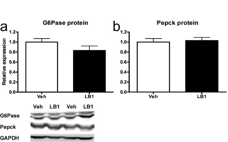 Acutely increased insulin-stimulated signaling through the Akt-FoxO1 node following PP2A inhibition does not result in reduced G6Pase and Pepck protein levels in rat livers. LB1-treatment did not lead to decreased levels of G6Pase (a) nor Pepck (b) protein despite PP2A inhibition resulting in inactivation of FoxO1. Data are averages of western blot quantifications ±SEM. * P