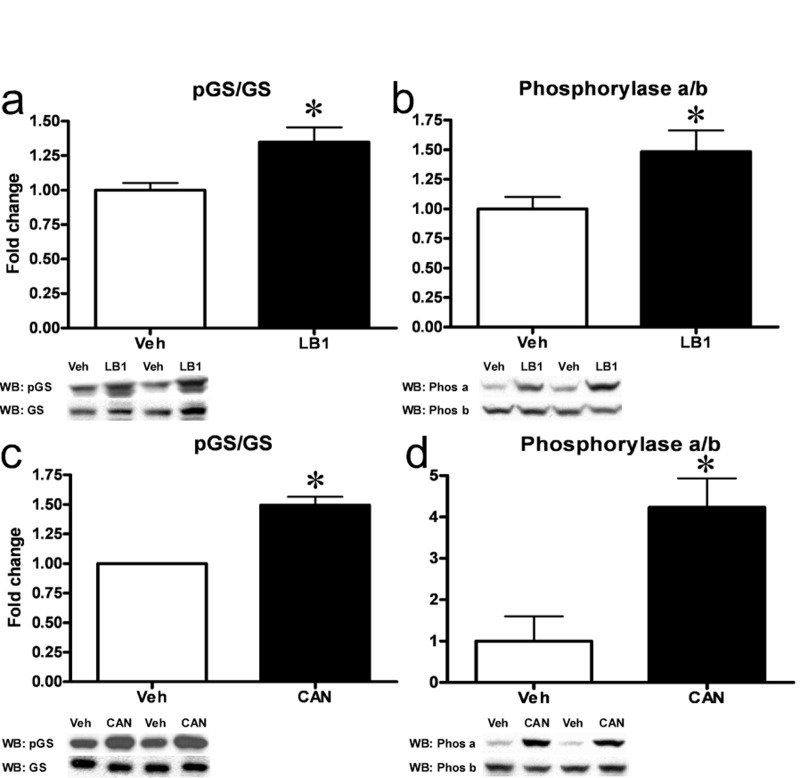Inhibition of hepatic PP2A results in inactivation of GS and activation of Phosphorylase. LB1-treatment resulted in increased phosphorylation (Ser641) and inactivation of GS (a) while increasing the ratio of active Phosphorylase a to inactive b (b) in the livers of fat-fed rats. Cantharidin-treatment in primary rat hepatocytes mimicked these effects and resulted in inactivation of GS (c) and activation of Phosphorylase (d). Data are averages of western blot quantifications ±SEM. * P