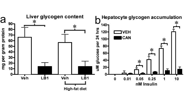 PP2A inhibition by LB1 leads to impaired hepatic insulin-stimulated glycogen synthesis, and, thus, glycogen depletion. Post-clamp glycogen content was significantly reduced in the livers of LB1-treated rats (a). Consistent with this, PP2A inhibition by cantharidin resulted in an impairment of insulin-stimulated glycogen synthesis in primary rat hepatocytes (b). Data are averages ±SEM. * P