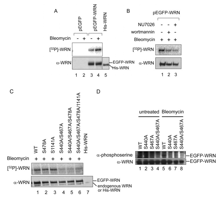 Bleomycin induces WRN phosphorylation at Ser-440 and 467 by DNA-PK