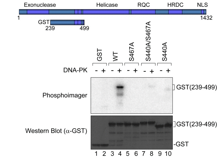 In vitro phosphorylation at Ser-440 and −467 by DNA-PK