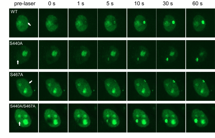 Accumulation of WRN wild type and phosphorylation mutants at laser-induced DSBs