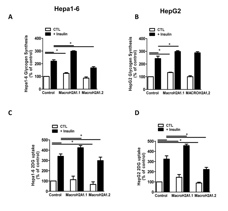 Overexpression of macroH2A1 isoforms (macroH2A1.1 or macroH2A1.2) and glycogen synthesis (A) and glucose uptake (B) content in Hepa1-6 and HepG2 cells. A, B: cells were transiently transfected as described in the legends of Figure 2. Glycogen content (A) and glucose uptake (B) were assessed by stimulation with 10−7 mol/L insulin, using [3-3H]-glucose incorporation and 2-deoxy-D-[2,6-3H]-glucose uptake, respectively. Results are expressed as percentage of controls, means ± SEM of four independent experiments. *p