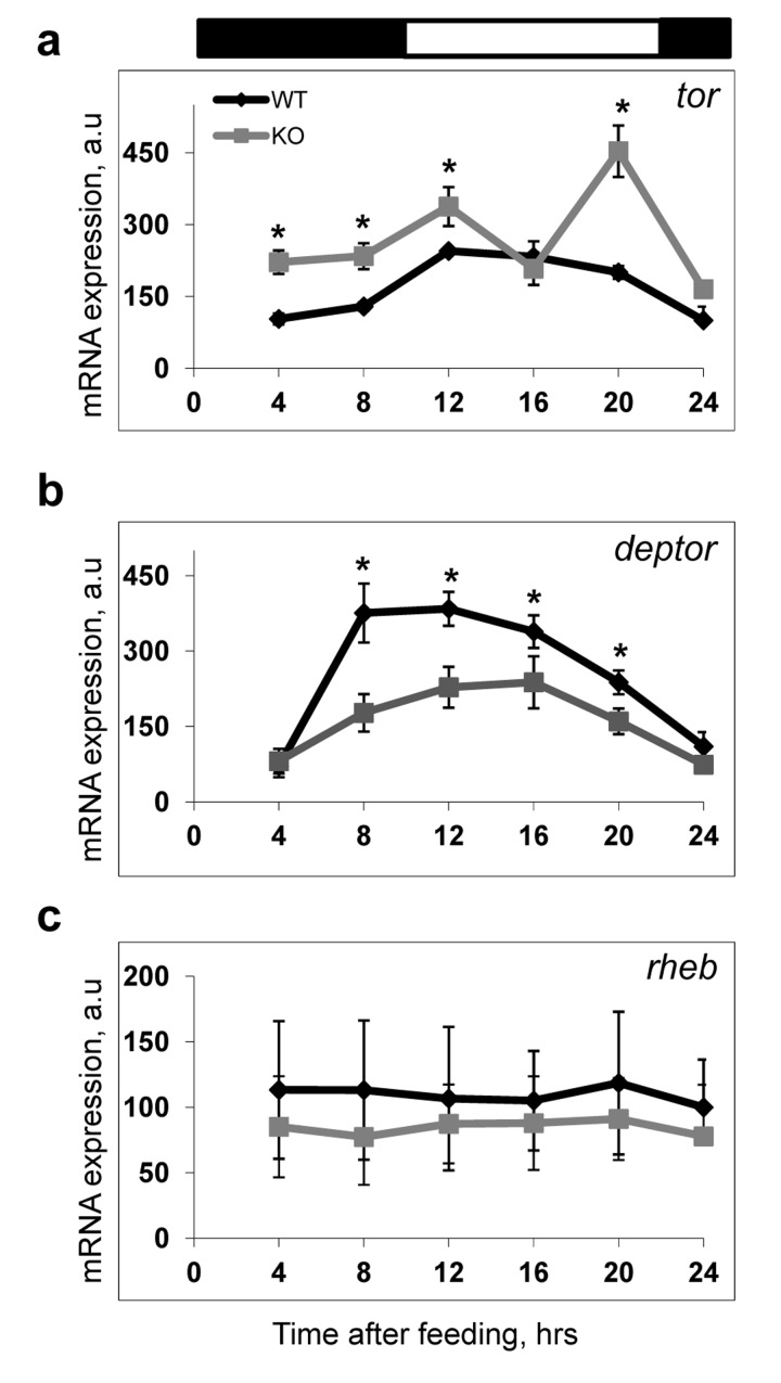 Expression of mtor and deptor is deregulated in the liver of Bmal1−/− mice