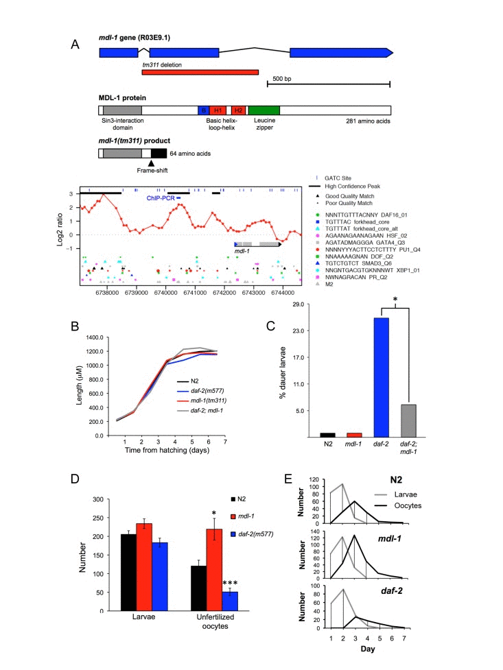 Phenotypic analysis of mdl-1(tm311) mutant