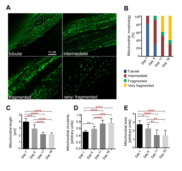 Age-dependent mitochondrial changes in C. elegans body wall muscle cells