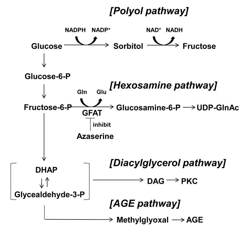 Four major pathways of glucose metabolism underlying glucotoxicity. Azaserine inhibits GFAT. GFAT; glutamine: fructose-6-phosphate amidotransferase, DHAP: dihydroxyacetone phosphate, DAG: diacylglycerol, AGE: advanced glycation product.
