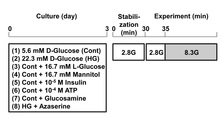 Protocol for induction of glucotoxicity and assessment of responsiveness to physiologic glucosein pancreatic β-cells. Single β-cells isolated from rats were cultured under control and test conditions for 3 days. Subsequently, single β-cells were first incubated for 30 min in HKRB containing 2.8 mM glucose for stabilization and then subjected to [Ca2+]i measurements for functional assay.