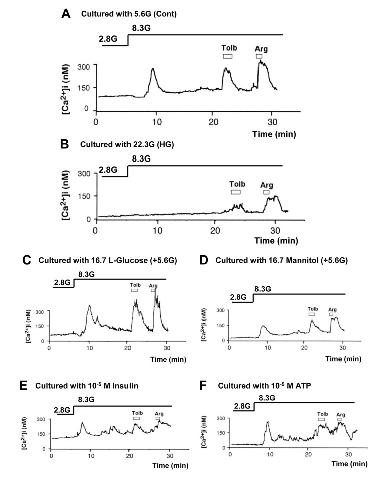High (22.3 mM) glucose in culture impaired subsequent [Ca2+]i responses to physiologic glucose challenge in pancreatic β-cells, while L-glucose and increases in osmolarity, insulin and ATP had no or weaker effects. A, [Ca2+]i responses to 8.3 mM glucose (8.3G), 300 μM tolbutamide (Tolb), and 10 mM arginine (Arg) in single β-cells following control culture with 5.6 mM glucose. A representative of 41 cells (N=41). B, [Ca2+]i responses to 8.3G, Tolb and Arg in β-cells following culture with 22.3 mM glucose. N=17. C-F, [Ca2+]i responses to 8.3G, Tolb and Arg in β-cells following culture with 16.7 mM L-glucose (C; N=40), 16.7 mM mannitol (D; N=14), 10−5 M insulin (E; N=21), and 10−5 M ATP (F; N= 39) in the presence of 5.6 mM D-glucose.