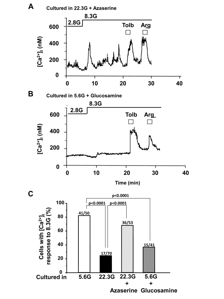 Effects of administration of azaserine and glucosamine in culture on subsequent [Ca2+]i responses to physiologic glucose in β-cells. A, Azaserine added in culture prevented the high (22.3 mM) glucose-induced impairment of [Ca2+]i responses to physiological glucose challenge. A representative of 36 cells. B, Glucosamine added in control culture with 5.6 mM glucose resulted in impairment of [Ca2+]i responses to physiological glucose challenge. N=15. C, Incidence of [Ca2+]i responses to 8.3 mM glucose in β-cells after culture for 3 days in described conditions. Numbers on top of bar indicate the number of cells that responded with [Ca2+]i increases over that examined.
