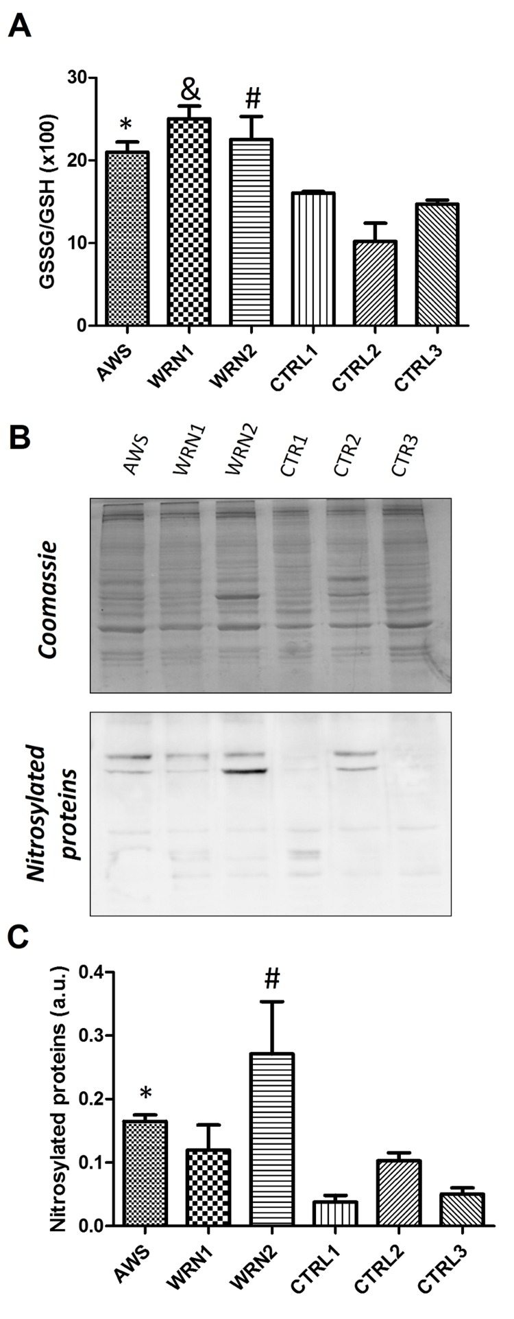 werners syndrome chromosome