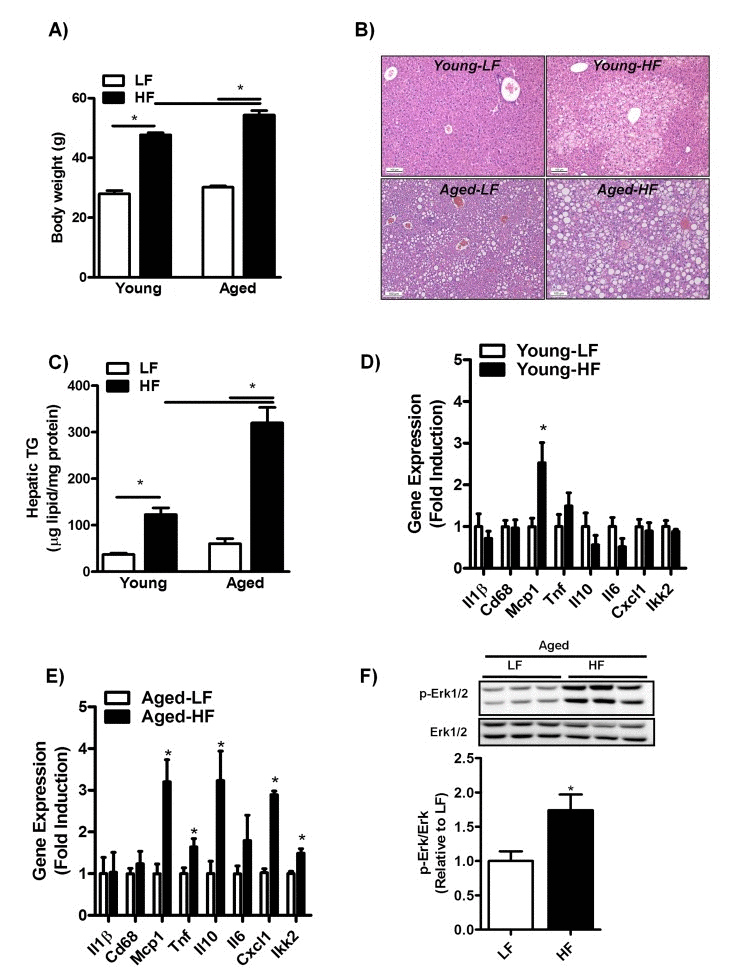 Aging increases hepatic steatosis and inflammation in mice fed a HFD for 12 weeks