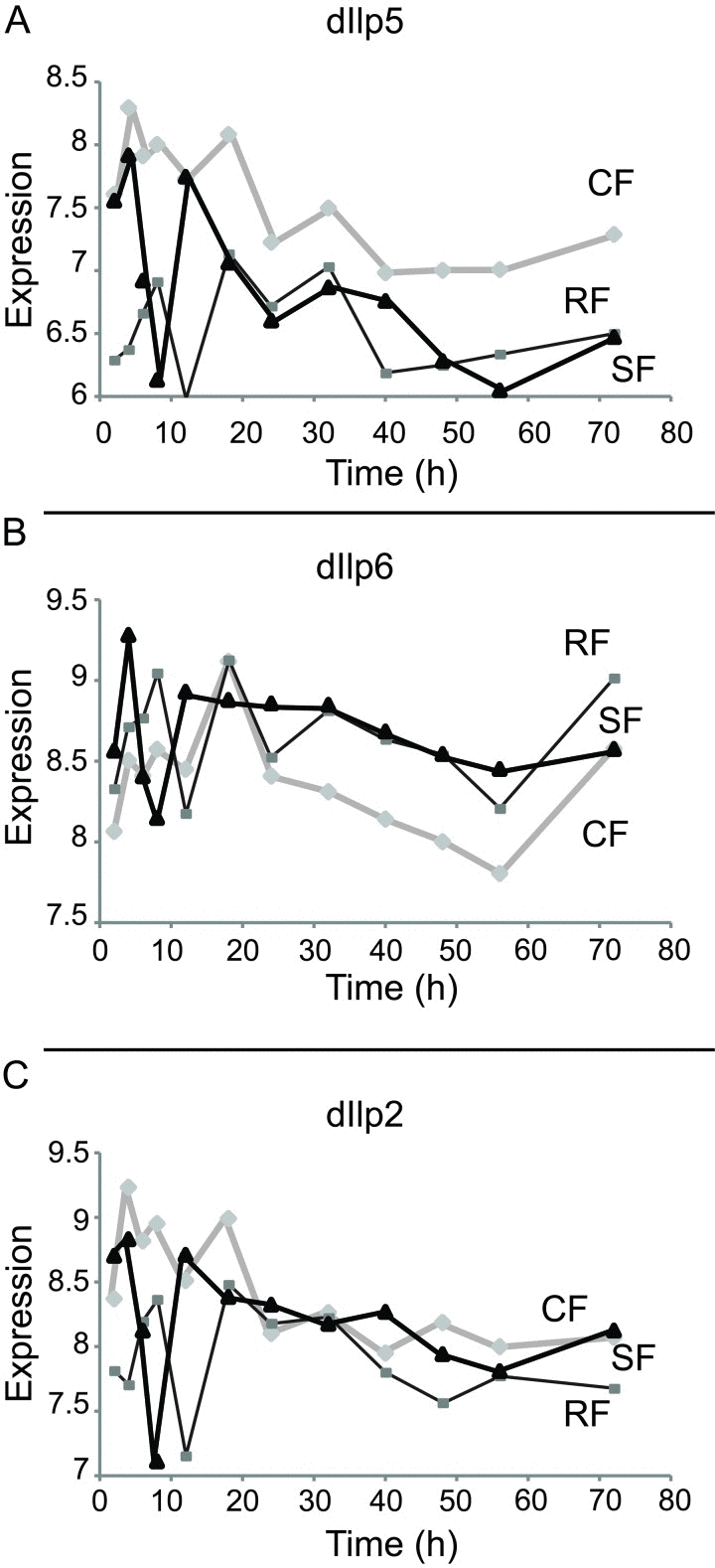 Expression of Drosophila insulin-like peptide in each cohort