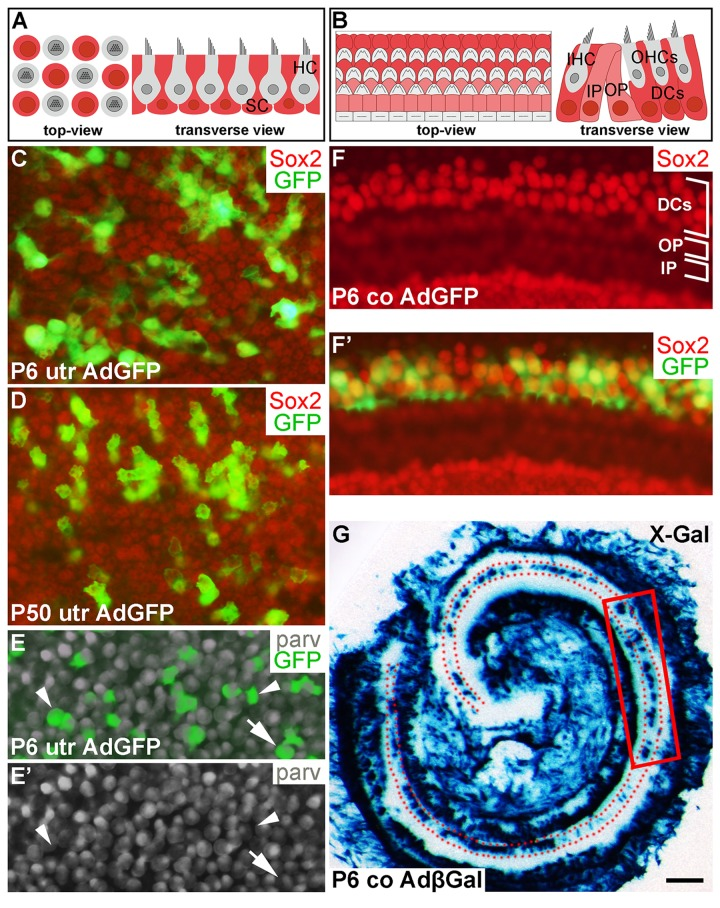 Adenoviruses transduce inner ear supporting cells in explant cultures. AdGFP- and AdβGal-infected utricles and cochleas analyzed after 3 DIV. (A,B) Schematic representation of the utricular (A) and cochlear (B) sensory epithelium, viewed from above (whole mount specimens) and in transverse plane. Utricular hair cells with the apical stereociliary bundle (grey) are located on top of a layer SCs (red). The cochlear sensory epithelium consists of one row of inner hair cells and three rows of outer hair cells (grey). Deiters' cells (red) are located underneath outer hair cells. Inner and outer pillar cells (pink) are positioned between the inner and outer hair cell rows. (C,D) AdGFP-infected P6 and P50 utricles double-labeled for GFP and Sox2 show transduction in SCs. The views are focused to the level of Sox2+ SC nuclei. (E,E') In AdGFP-infected P6 utricle, a small part of parvalbumin+ hair cells are transduced (arrow), in addition to SCs (arrowheads). (F,F') In P6 cochlea, Deiters' cells show AdGFP transduction, as opposed to the adjacent outer and inner pillar cells. (G) X-Gal histochemical staining shows a patchy pattern of AdβGal transduction in the area of Deiters' cells (dotted) along the length of the cochlear duct. The boxed area represents the region used for analysis. Abbreviations: utr, utricle; co, cochlea; AdβGal, adenovirus encoding β-galactosidase; AdGFP, adenovirus encoding green fluorescent protein; parv, parvalbumin; DCs, Deiters' cells; IP, inner pillar cell; OP, outer pillar cell; IHC, inner hair cell; OHCs, outer hair cells. Scale bar, shown in G: C-F', 20 µm; G, 180 µm.