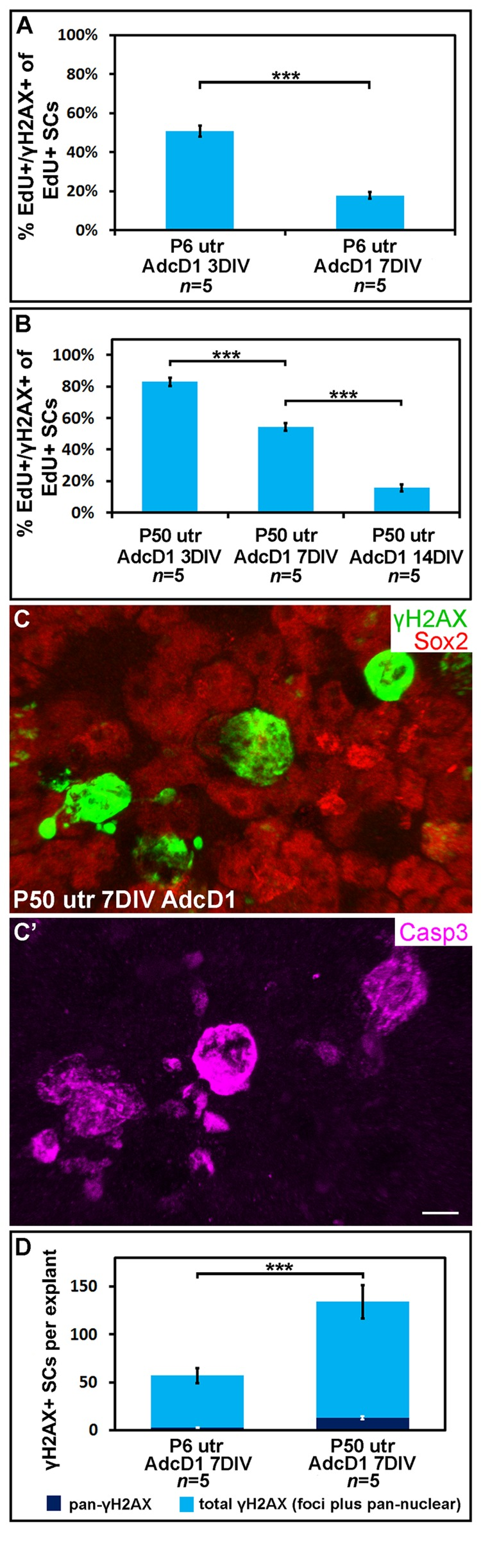 Utricular supporting cells show age-dependent resolution of γH2AX foci following cell cycle re-entry. AdcD1-infected P6 and P50 utricular explants were analyzed at 3, 7 and 14 DIV. (A) Quantification shows a prominent decrease in the amount of EdU+ SCs with γH2AX foci in P6 utricles from 3 to 7 DIV. (B) Quantification shows a prominent decrease in the amount of EdU+ SCs with γH2AX foci in P50 utricles not before 14 DIV. (C,C') At 7 DIV, AdcD1-infected P50 utricles show SCs with intense, pan-nuclear γH2AX staining. These cells co-express cleaved caspase-3. (D) At 7 DIV, quantification shows a highly significant difference between AdcD1-infected juvenile and adult utricles in the proportion of γH2AX+ SCs with intense, pan-nuclear expression out of the total population of γH2AX+ SCs. Mean ± SEM and the number of explants (n) are shown. Statistical significance: ***, p 