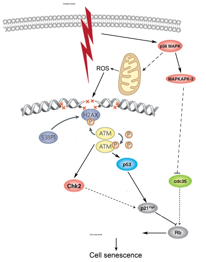 A pathway interaction scheme displaying the proposed molecular mechanism of premature sense-cence of hMESCs under oxidative stress