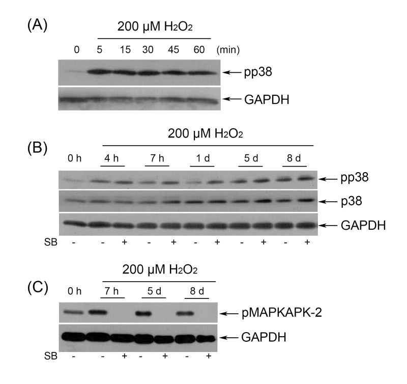 (A) Immunoblot analysis of p38 phosphorylation during 1 h H2O2 treatment. (B) SB had no effect on long-term p38 phosphorylation as detected by Western blot. (C) Selective inhibition of p38 activity abolished phosphorylation of MAPKAPK-2 during the whole observation period. Representative results of three independent experiments are shown. GAPDH was used as loading control.