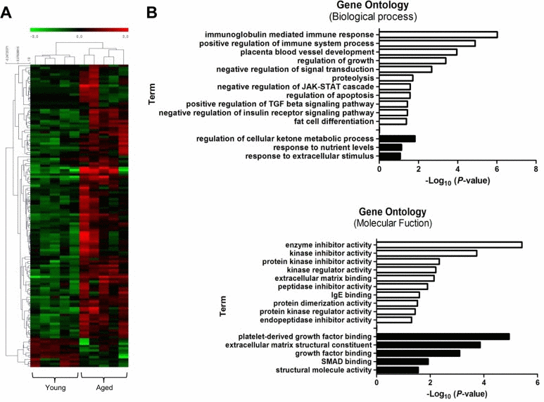 Transcriptional signature of aged skeletal muscle and its selected gene ontology terms of the mRNA transcriptome