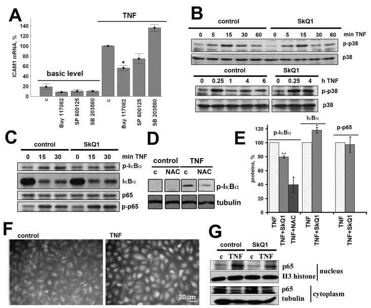 SkQ1 (0.2 nM) inhibits TNF-induced (50 pg/ml) NF-κB activation in EA.hy926 cells; c, control