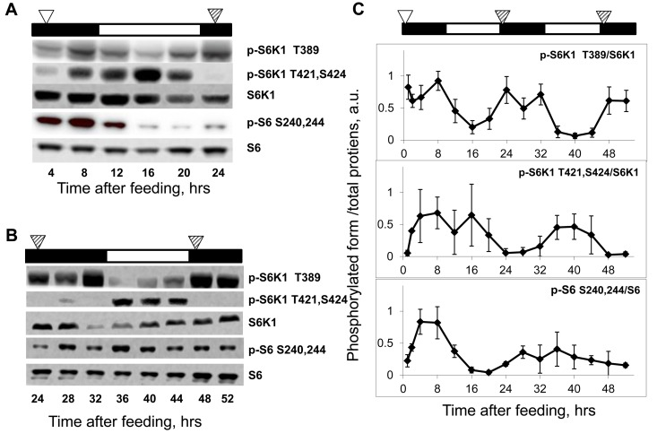 Daily rhythms in mTORC1 signaling are feeding-independent. Bars on the top of each figure represent the light (open bars) and the dark (black bars) parts of the day. (A and B) Representative western blots (WB) of daily rhythms in phosphorylation of mTORC1 downstream targets in the liver of TR fed mice. Food was provided at time point 0, and animals did not receive any more food throughout the experiment. (A) Animals have been sacrificed 4-24 hrs after the last feeding. (B) Animals have been sacrificed 24-52 hrs after the last feeding. The white arrowhead indicates the time of the last feeding; the striped arrowheads indicate the time of expected feeding (animals would expect the food, but the food was not provided). (C) Quantification of phosphorylation of S6K1 and ribosomal S6 proteins at indicated sites normalized to total levels of the indicated proteins in the liver of mice entrained by TR feeding. 3 male mice per each time point and feeding regimen have been used. Data present Average +/− SEM; * p