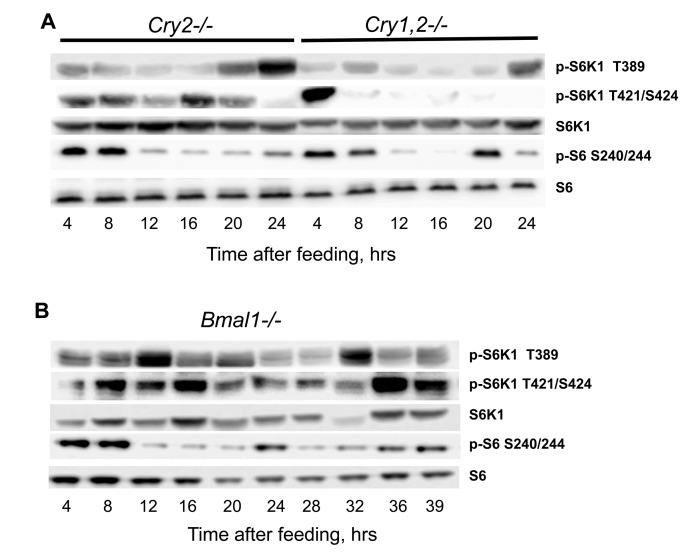 NAMO controlled rhythms in TORC1 activity are preserved in the tissues of circadian clock deficient mice. (A and B) Representative western blot (WB) of daily rhythms in phosphorylation of mTORC1 downstream targets in the liver of TR feeding entrained mice with circadian clock disruption. 100% of daily food intake was provided as a single meal at time point 0 (ZT14), tissues were collected at indicated time after feeding (A) Cry2−/− and Cry1,2−/− mice, as indicated; (B) Bmal1−/− mice.