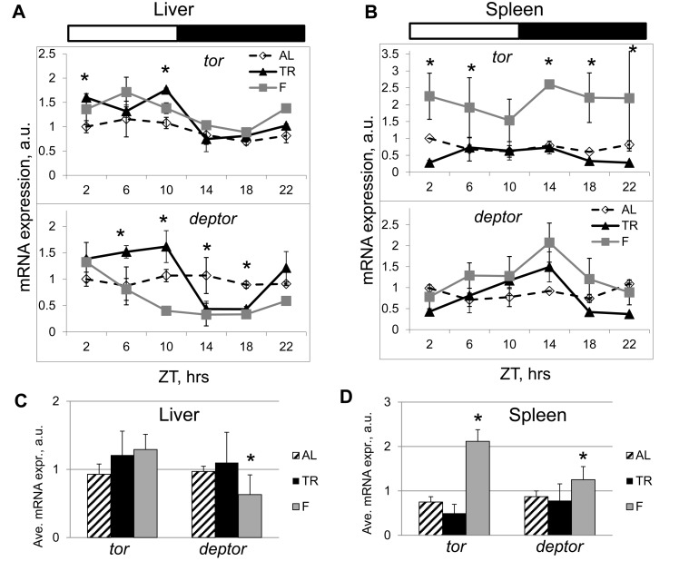 TR feeding results in rhythmic expression of mTORC1 components. Daily profiles of mRNA expression of tor and deptor in (A) the liver and (B) the spleen of mice subjected to AL (open diamonds, dashed black line), TR (black triangles, solid black line) and F (gray squares, gray line). The same animals have been analyzed on Figure 1, 2 and 3 for mTORC1 signaling. ZT0 is time when light turn on. (C and D) Average daily expression of tor and deptor in the liver (C) and in the spleen (D): AL (striped bars), TR (black bars), F (gray bars). 3 male mice per each time point and feeding regimen have been used. Data present Average +/− SEM; * − p