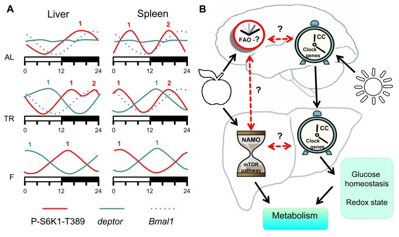 Model of metabolism control by NAMO and the circadian clock. (A) Feeding regimens affects NAMO but not the light-entrainable circadian clock. Schematic representation of daily changes in the expression of circadian clock controlled gene Bmal1 (dashed blue line), deptor (solid blue line) and phosphorylation of S6K1 on mTORC1-dependent T389 site (solid red line). AL (ad libidum), TR (time restricted) fed mice and F (fasting) mice. Numbers indicate peaks in the expression activity. Bmal1 expression has the same phase in both tissues under all three feeding regimens, while phases in the expression of deptor and mTORC1 activity are different in different tissues and for different feeding regimens. (B) The light-entrainable circadian clock and NAMO regulate metabolism through complementary pathways. In the brain there are two clock mechanisms: food anticipatory (FA) clock and light- circadian clock (CC). In the body there are also two clocks: NAMO and CC. Daily rhythms in NAMO dependent regulation of TORC1 and CC dependent regulation of glucose homeostasis and cell redox state will contribute to daily control of metabolism. Brain CC coordinates activity of CCs in the body. NAMO and FAO are entrained by feeding. If these three clock mechanisms (CC, NAMO and FAO) interact and coordinate their activities or not is unknown, but some experimental evidence exists that such interaction is possible. Solid black lines indicate established interaction and dashed red lines indicate potential interaction.