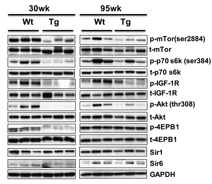 hNAG-1 transgenic mice have reduced IGF-1/Insulin/mTOR signaling
