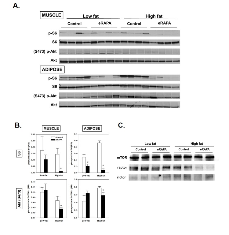(A) Representative blots of p-S6, total S6, pAkt (Ser473) and total Akt in skeletal muscle and adipose of mice fed low fat or high fat diets with or without encapsulated rapamycin (eRAPA). (B) Quantification of relative phosphorylation of S6 or Akt (Ser473) of blots in A. Bars represent average (± SEM) values for n=4 mice treated with (solid) or without (open) eRAPA. Asterisks indicate significant difference between control and eRAPA group. (C) Representative blot of immunoprecipitation of mTOR from skeletal muscle protein homogenates and probed for the indicated proteins.