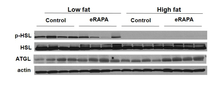 Representative western blot of p-HSL, HSL, and ATGL in adipose tissue from mice fed indicated diets