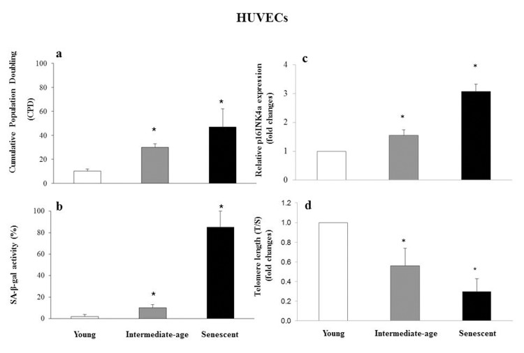 Characterization of young, intermediate-age and senescent HUVECs