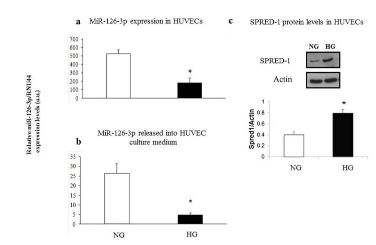 Relative miR-126-3p expression and SPRED1-protein levels in intermediate age HUVECs undergoing senescence in normoglyacemic and hyperglycemic conditions