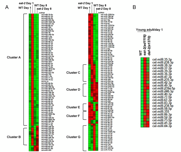Age-dependent changes in miRNA expression. (A) A Heatmap showing expression patterns of 152 miRNAs that are commonly expressed in WT and eat-2(ad1116) at day 1 (young-adults) and day 8 (aging worms) of adulthood. The miRNAs are grouped into distinct clusters A-G based on the similarity in their expression patterns. (B) A Heatmap comparing the expression of miRNAs in WT, eat-2(ad1116) and daf-2(e1370).