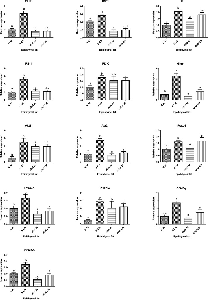 Relative gene expression in epididymal adipose tissue of Normal (N) and Ames dwarf (df/df) mice fed ad libitum (AL) or subjected to 30% calorie restriction (CR). Groups which do not share the same letter display a statistical significance (p 