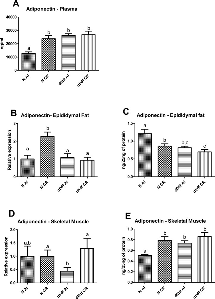 Adiponectin levels in Normal (N) and Ames dwarf (df/df) mice fed ad libitum (AL) or subjected to 30% calorie restriction (CR). (A) Plasma adiponcetin, (B) mRNA adiponectin in epididymal adipose tissue, (C) Protein level of adiponectin in epididymal adipose tissue, (D) mRNa adiponectin in skeletal muscle, (E) protein level of adiponectin in skeletal muscle. Groups which do not share the same letter display a statistical significance (p 