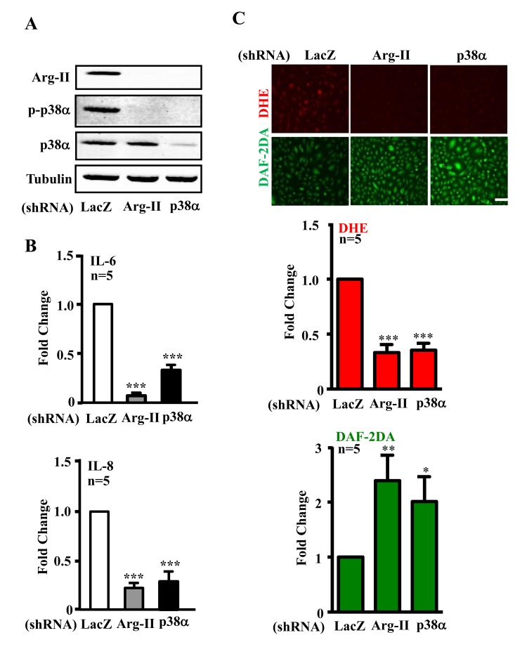 Silencing Arg-II or p38α reduces cytokine/chemokine secretion and recouples eNOS in senescent endothelial cells
