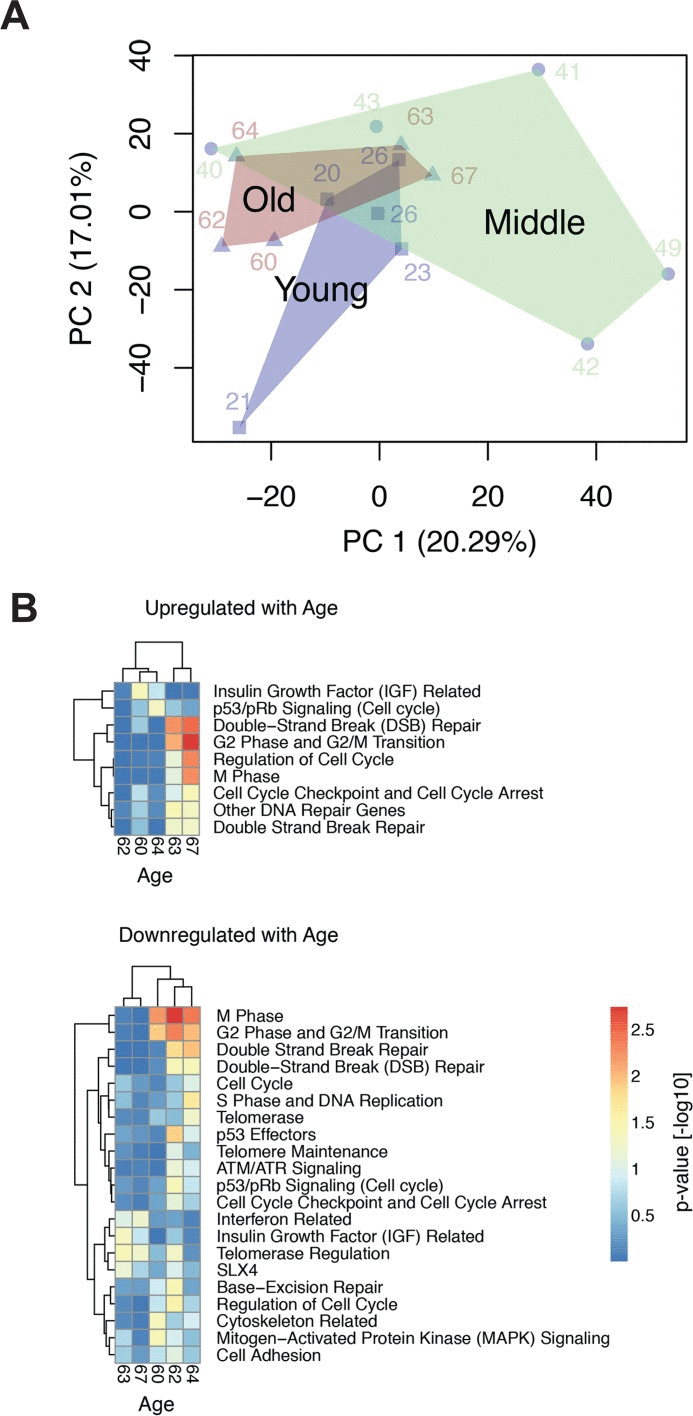GSEA analysis of age-related regulation of genes associated with genome maintenance