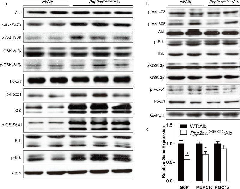 Enhanced insulin sensitivity in Ppp2cαloxp/loxp: Alb mice. (a, b) Western blot of insulin signaling involved Akt pathway in the liver (a) and muscle (b). Livers and skeletal muscle of overnight fasted mice on chow were isolated 5mins after 1U/kg insulin treatment. (c) Relative expression of G6P, PEPCK, and PGC1α mRNAs normalized against 36B4 mRNA levels, measured by Q-PCR in livers from fasted overnight mice. Data were analyzed by two-tailed Student's t test (*p 