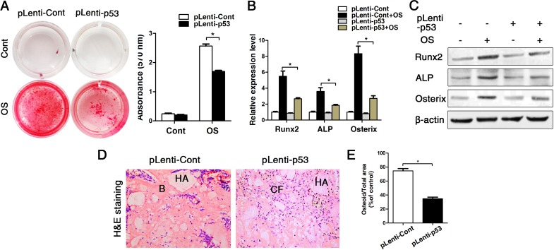 Overexpression of p53 changed the phenotype of young BMMSCs into old BMMSCs. BMMSCs from young mice were lentivirally transduced to upregulate the expression level of p53 (= pLenti-p53) or were transduced as lentiviral control (= pLenti-Cont). Statistically analyzed values show the mean ± SD (n=10). * p (A) Alizarin red staining of pLenti-p53 and of pLenti-Cont after osteogenic inducing for 14 days. Cont = Control, OS = osteogenically induced. The values show the mean ± SD (n=10). * p B-C) Real-time PCR and western blot analyses on BMMSCs with lentiviral transduction (pLenti-p53 and pLenti-Cont) and with/without osteogenic induction for the osteogenic markers Runx2, ALP, osterix. Normalization to ß-actin. (D-E) Histological analyses and corresponding statistical analysis of tissue sections from subcutaneous pockets on the backs of 6-week-old NOD/SCID mice with implanted HA/TCP ceramic particles mixed with BMMSCs from young mice with lentiviral transduction of p53 and control.