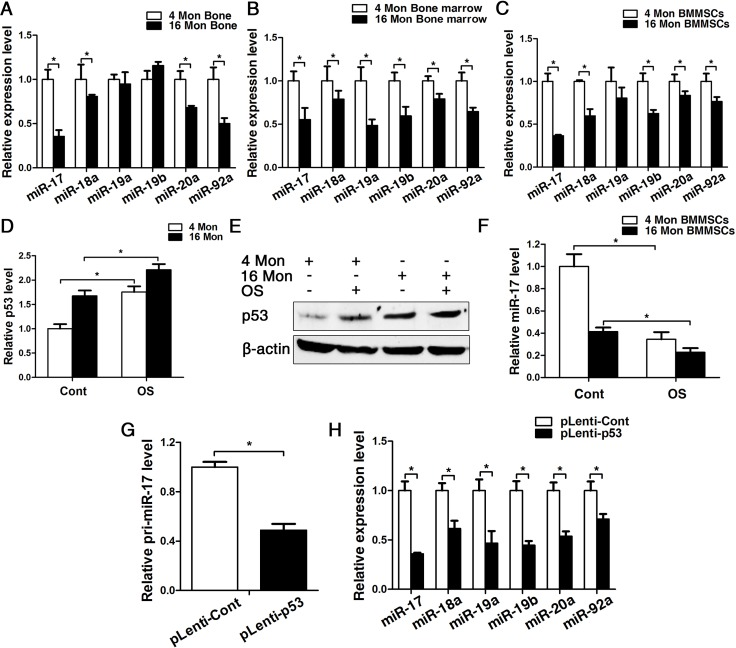 p53 contribute to impaired osteogenesis of BMMSCs via inhibiting the transcription of miR-17-92 cluster. BMMSCs were lentivirally transduced to upregulate the expression level of p53 (= pLenti-p53) or were transduced as lentiviral control (= pLenti-Cont). Statistically analyzed values show the mean ± SD (n=10). * p (A-C) Real-time PCR analyses for the expression of miR-17, miR-18a, miR-19a, miR-19b, miR-20a and miR-92a in bone (A), bone marrow (B) and BMMSCs (C) of young and old mice. Normalization to ß-actin. (D-F) Real-time PCR and western blot analysis of p53 (D, E) and real-time PCR of miR-17 (F) expression in BMMSCs derived from young and old mice after osteogenic differentiation for 7 d. Normalization to ß-actin and U6. (G) Pri-miR-17 transcript analysis by Taqman-based qPCR. Normalization to GAPDH. (H) Real-time PCR analysis of the mature miR-17-92 cluster after upregulating P53 for 48 h. Normalization to U6.