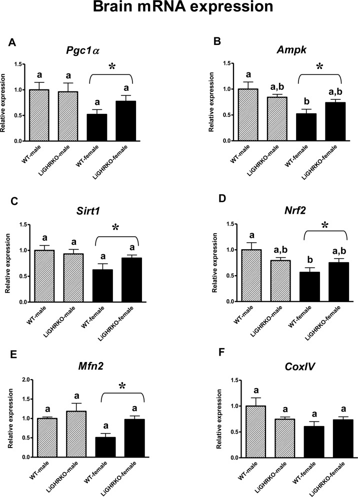 Aging | Gene Expression Of Key Regulators Of Mitochondrial Biogenesis ...