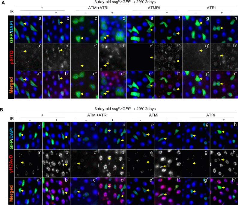 Effects of the intestinal stem cell (ISC)/enteroblast (EB)-specific ATM/ATR knockdown on pS/TQ and γH2AvD signals after γ-irradiation