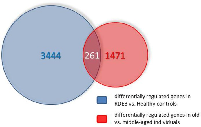 Venn diagram showing the overlap of the transcripts differentially expressed in skin aging (middle aged vs. elderly probands) and in RDEB (RDEB patients vs. age and sex-matched healthy controls). For further explanations see text.