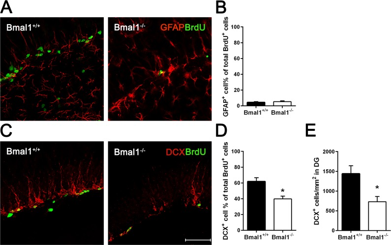 The pool of DCX‐positive progenitors and the total number of developing neurons were reduced in Bmal1‐/‐ mice