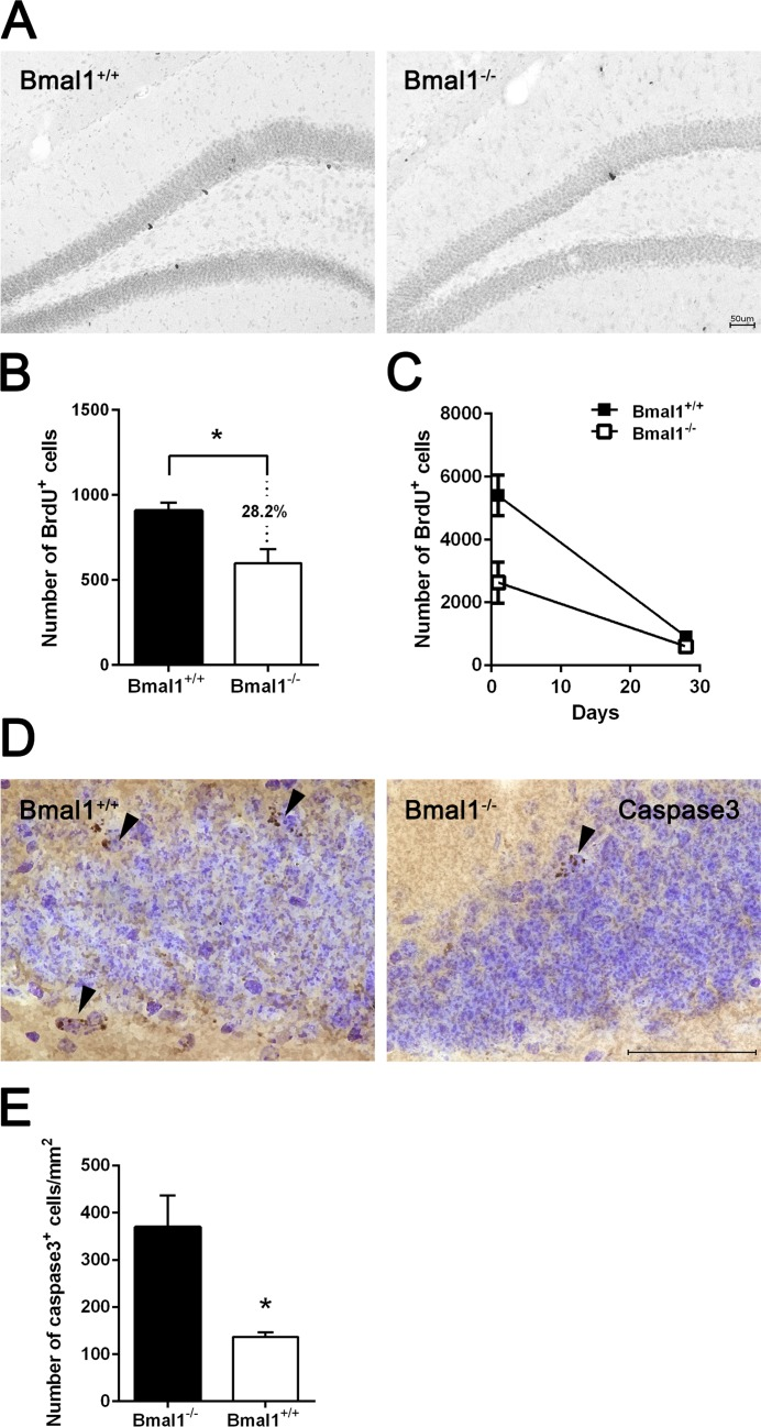 Survival of NPCs was enhanced in Bmal1‐/‐ mice