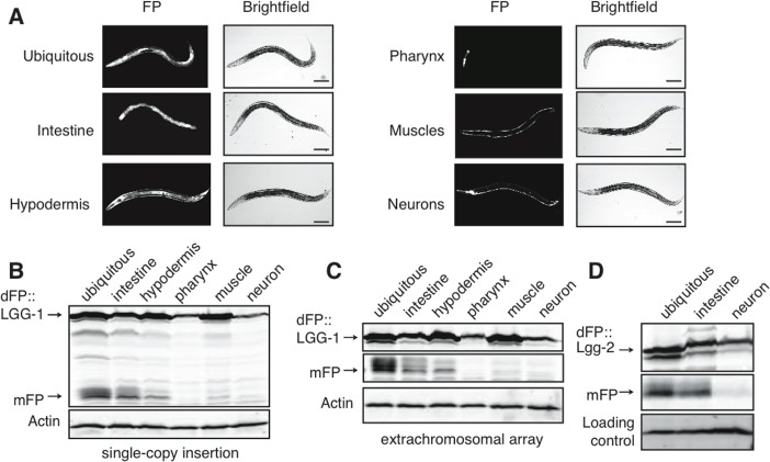 Tissue-specific expression of dFP::LGG-1 reveals variance in basal autophagy